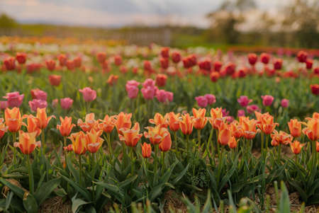 yellow Purple and Red Tulips Blooming on Field at Flower Plantation Farm in Netherlandsの写真素材