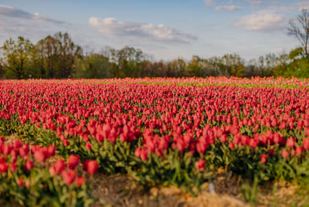 Beautiful Red Tulips Blooming on Field Agricultureの写真素材