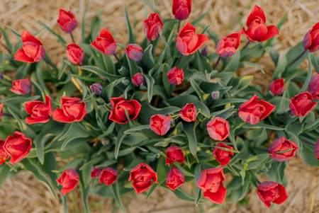 Beautiful Red Tulips Blooming on Field Agricultureの写真素材