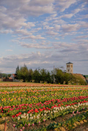 Various Type of Tulips Blooming on Field in Netherlandsの写真素材