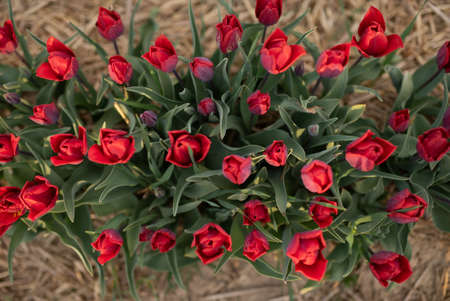 Beautiful Red Tulips Blooming on Field Agricultureの写真素材