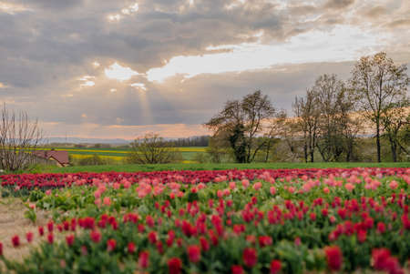 Beautiful Red Tulips Blooming on Field Agricultureの写真素材