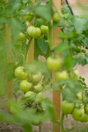 Fresh Growing Green Cherry Tomatoesの写真素材