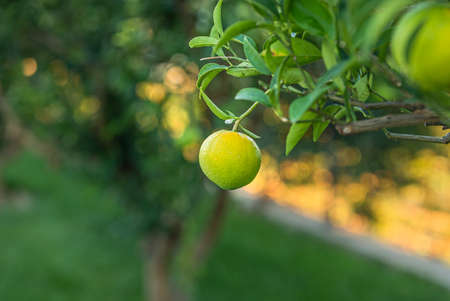 green juicy tangerine fruit on treeの写真素材