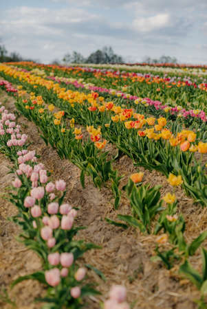 Yellow Purple and Red Fresh Tulips Blooming on Field at Flower plantation Farmの写真素材