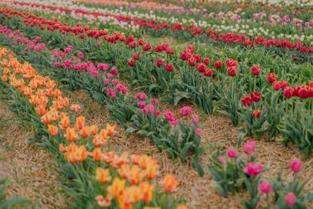 Yellow Purple and Red Fresh Tulips Blooming on Field at Flower plantation Farmの写真素材