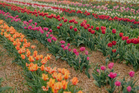 Yellow Purple and Red Fresh Tulips Blooming on Field at Flower plantation Farmの写真素材