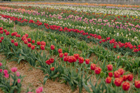 Beautiful Red Tulips Blooming on Field Agricultureの写真素材