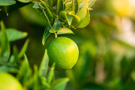green juicy tangerine fruit on treeの写真素材