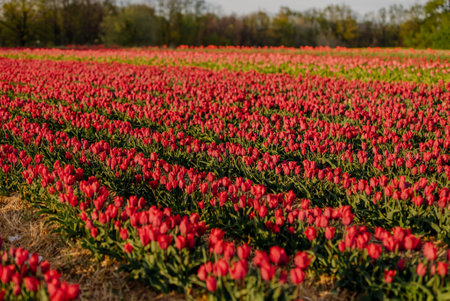 Beautiful Red Tulips Blooming on Field Agricultureの写真素材