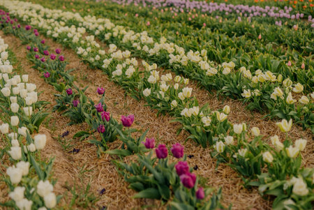 White and Violet Tulips Blooming on Field at Flower Plantation Farm in Netherlandsの写真素材
