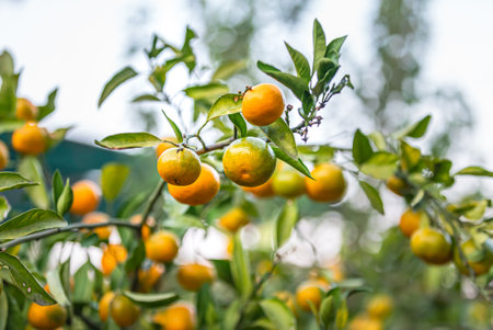 Orange Ripe tangerines fruits on treeの写真素材