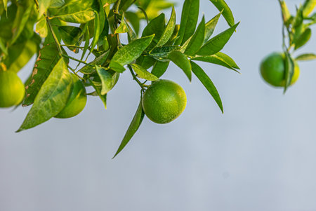 green juicy tangerines fruits on treeの写真素材
