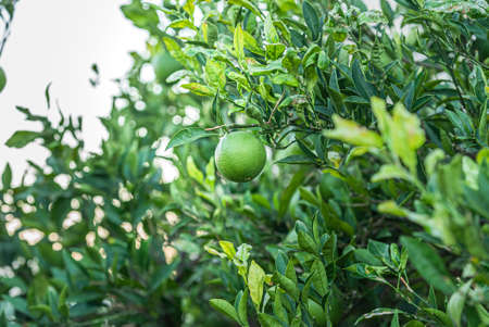 green juicy tangerine fruit on treeの写真素材