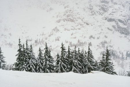 Snow covered fir trees on a slope in the Dolomites, Italyの写真素材