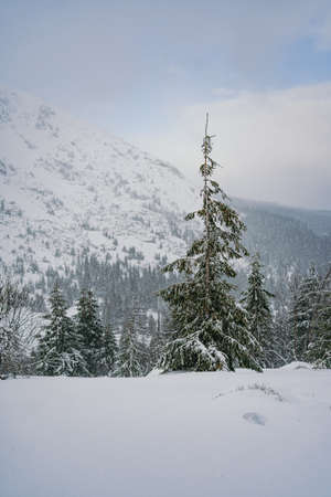 Winter Landscape Snow covered larch trees on a slope against the mountainsの写真素材