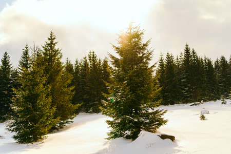 Winter. Snow covered larch trees on a slope against the mountains or hillsの写真素材