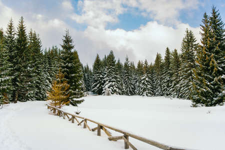 Winter Landscape Snow covered larch trees on a slope against the mountainsの写真素材
