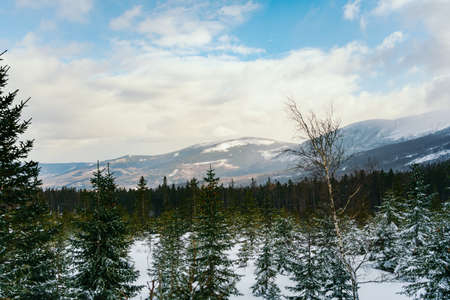 Winter Landscape Snow covered larch trees on a slope against the mountainsの写真素材