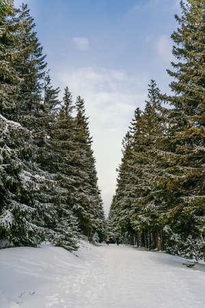 Winter Landscape Snow covered larch trees on a slope against the mountains