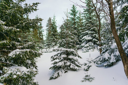 Winter Landscape Snow covered larch trees on a slope against the mountains