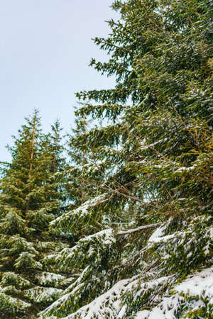 Winter Landscape Snow covered larch trees on a slope against the mountains