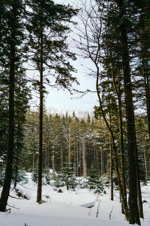 Winter Landscape Snow covered larch trees on a slope against the mountainsの写真素材