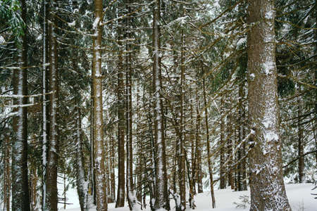 Winter Landscape Snow covered larch trees on a slope against the mountains