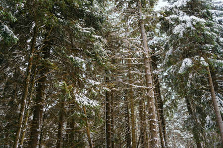 Winter Landscape Snow covered larch trees on a slope against the mountains