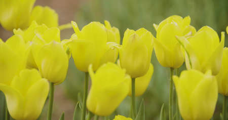 Beautiful Red Tulips Blooming On Fieldの写真素材