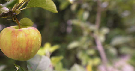 Fresh apple on a tree branch.の写真素材