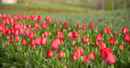 Tulips Plantation in Netherlands Agricultureの写真素材