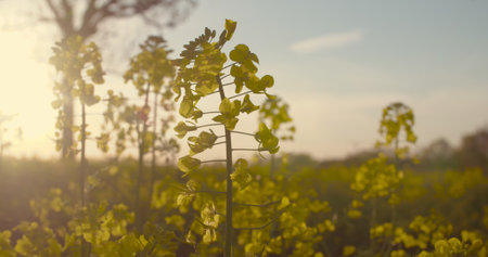 Blooming canola field. Agricultural field on canola.