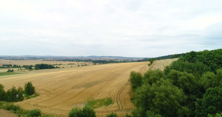 Aerial shoot of wheat fieldsの写真素材