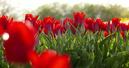 tulips on agruiculture field holland