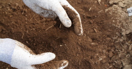 farmer examining soil in hands agricultureの写真素材