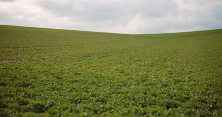 young rape growing in the field - agriculture cultivationの写真素材