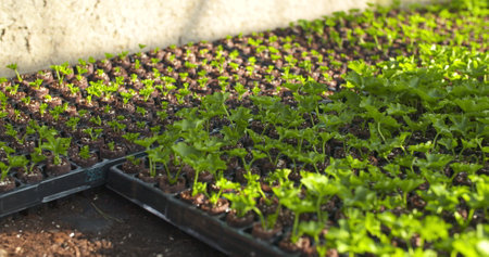 Agriculture - plant seedlings in greenhouseの写真素材