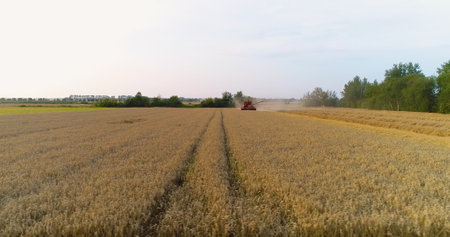 Agriculture - combine harvester harvesting wheatの写真素材