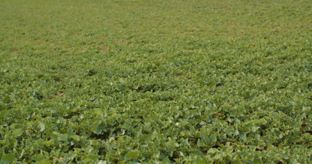young rape growing in the field - agriculture cultivationの写真素材