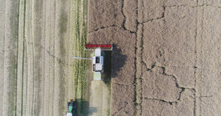 Combine harvester harvesting rapeseed field. Agriculture, farmer harvesting oilseed rape fieldの写真素材