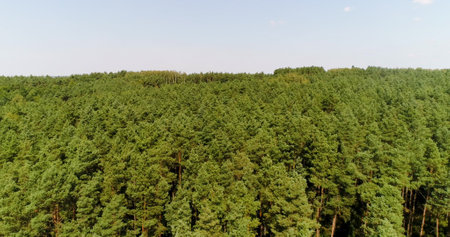 aerial view of forest woodsの写真素材