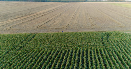 Agriculture Aerial Shot of Corn Fieldの写真素材