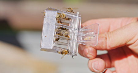 Macro Shot of Bees Producing Honey