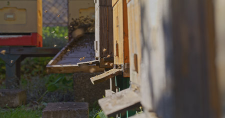 Macro Shot of Bees Producing Honeyの写真素材
