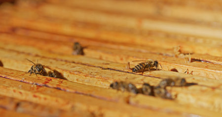 Macro Shot of Bees Producing Honey
