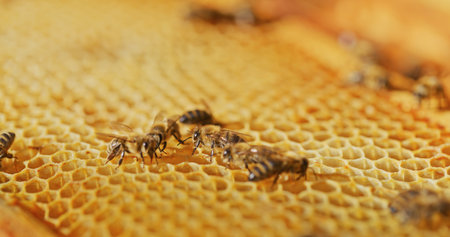 Macro Shot of Bees Producing Honeyの写真素材