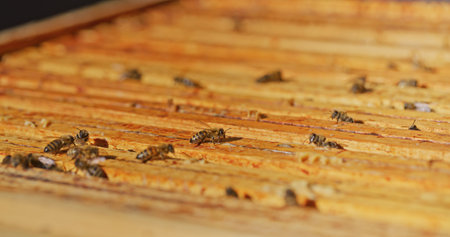 Macro Shot of Bees Producing Honeyの写真素材