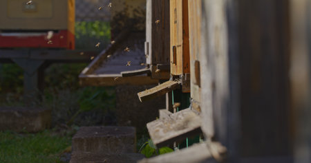 Macro Shot of Bees Producing Honeyの写真素材