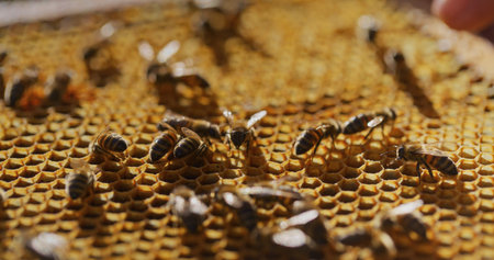 Macro Shot of Bees Producing Honey